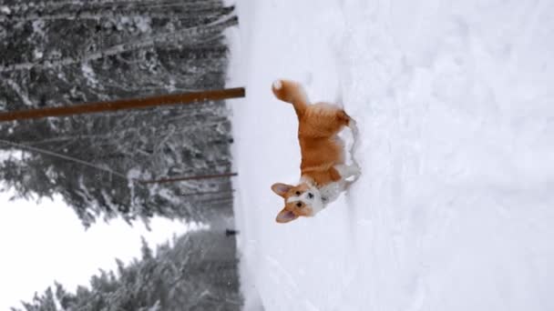 Portrait Adorable Welsh Corgi Pembroke Puppy Walking Snowy Winter Forest — Stockvideo