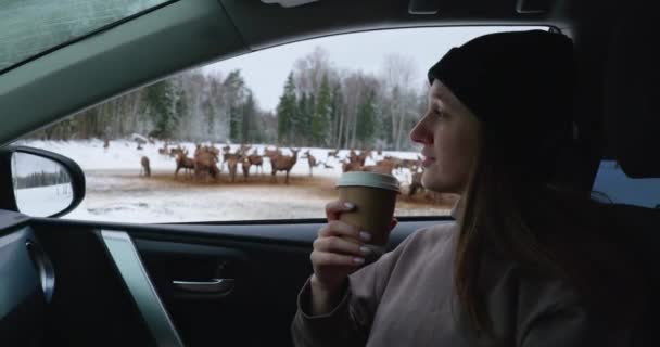 エストニアの鹿の公園で冬のサファリ 車からコーヒーを見ている若い女性は 鹿の群れとして一緒に保持し 牧草地で餌を食べる — ストック動画