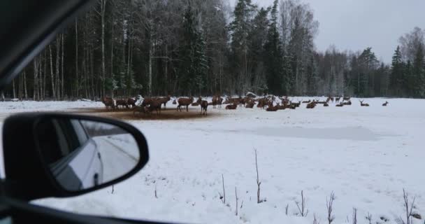 Wintersafari Het Hertenpark Estland Uitzicht Vanuit Auto Kudde Herten Die — Stockvideo