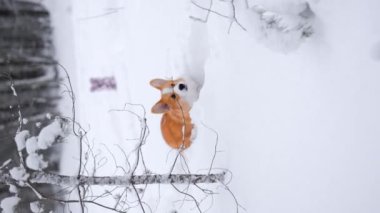Portrait of adorable welsh corgi pembroke puppy playing in snowy winter forest. Vertical video