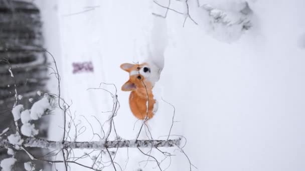 Portrait Adorable Welsh Corgi Pembroke Puppy Playing Snowy Winter Forest — Vídeo de stock