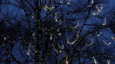Gökyüzüne doğru ilerleyen güzel bir Noel ağacı. Büyülü güzel gece