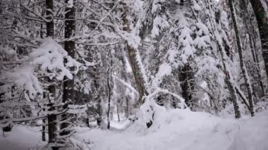 Kış ormanlarında kar yağarken ağaçların karla kaplı dallarına bakarak yürümek. Yüksek kaliteli FullHD görüntüler