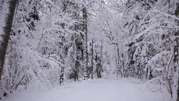 雪が降っている間 雪に覆われた木の枝を見上げる冬の森を歩きます 高品質のフルHd映像 — ストック動画