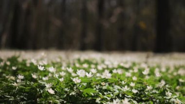 Ormanda açmakta olan güzel Beyaz Anemone çiçeklerine yakın çekim. Rüzgarda sallanan çiçek başları