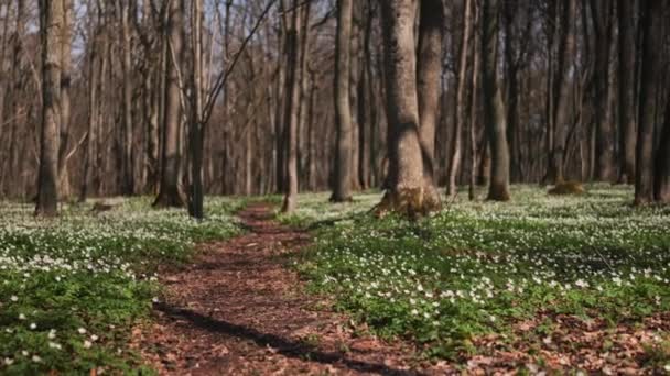 Piękny Biały Anemon Kwiaty Kwitnące Wiosennym Lesie Estonii — Wideo stockowe