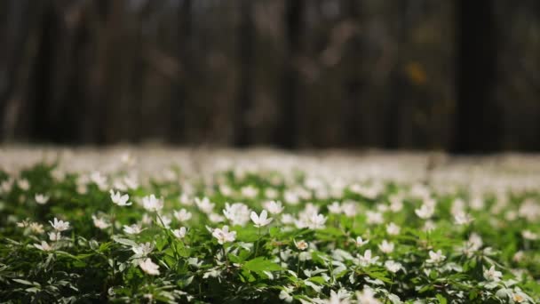 Zbliżenie Pięknych Kwiatów Białego Amoniaku Kwitnących Lesie Głowy Kwiatów Kołyszące — Wideo stockowe