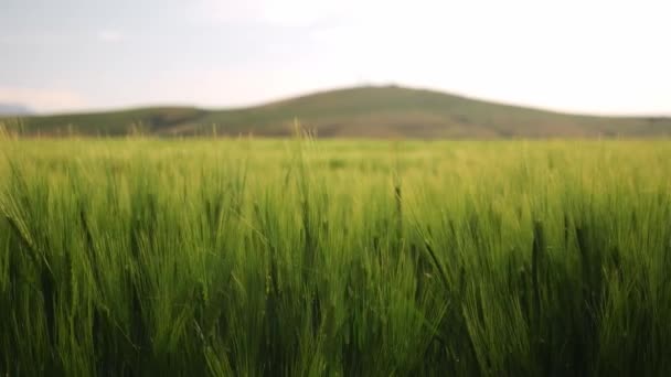 Zbliżenie Zielonego Pola Pszenicy Słoneczny Dzień Turcji Krajobraz Rolniczy Ruchomych — Wideo stockowe