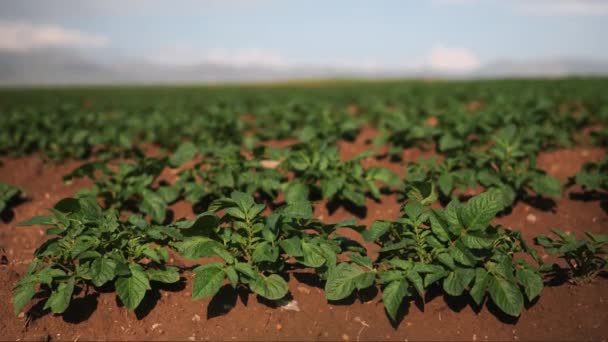 トルコ中部の晴れた日に小さなジャガイモの植物の流れ 背景にある山 農業食品収穫コンセプト — ストック動画