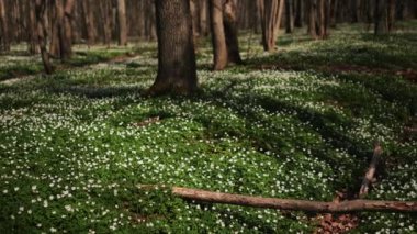 Ormanda açan güzel Beyaz Anemone çiçeklerinden bir halı. Estonya 'daki Bahar Ormanı