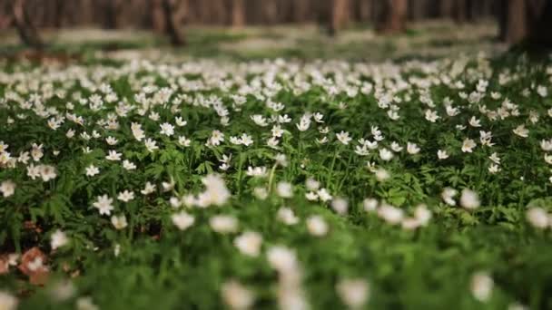 森で咲く美しい白いアニメンの花のクローズアップ 風に揺れている花の頭 — ストック動画