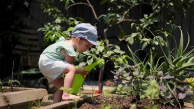 Yaz kıyafetleri içinde, bahçe yatağında sulama tenekesiyle yetişen kırmızı fesleğen çiçeğini sulayan sevimli bir kız. Bitkilerle ilgilenen küçük bahçıvan, genç yardımcı..