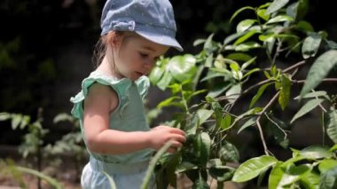 Bahçede greyfurt bitkisini keşfeden sevimli bir kız. Doğayı keşfetmek, çocukların merakı.