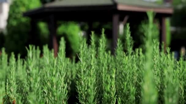 Green Rosemary Bush Outdoors Park Sunny Day Culinary Herb Gardening — Stock Video