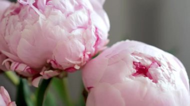 Gri arka planda güzel pembe şakayık buketi.