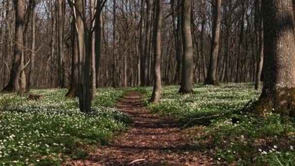Vackra Vitsippor Blommar Vårskogen Estland — Stockvideo