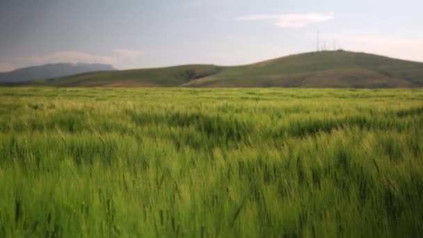 Fechar Campo Trigo Verde Dia Ensolarado Turquia Paisagem Agrícola Movimento — Vídeo de Stock