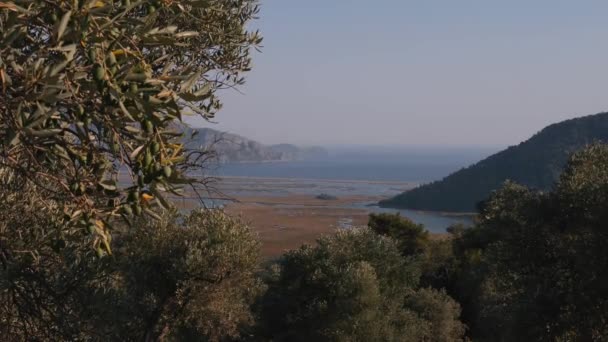 Panoramiczny Widok Rzekę Dalyan Morze Egejskie Wzgórza Drzewami Oliwnymi Turcja — Wideo stockowe