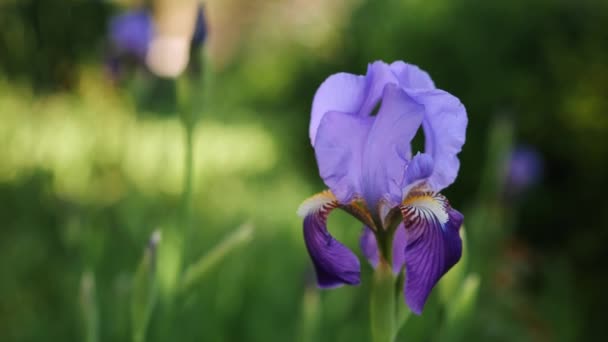 Zbliżenie Piękny Irys Kwiat Kołysać Wiatr Rozmazany Zielony Trawa Tło — Wideo stockowe