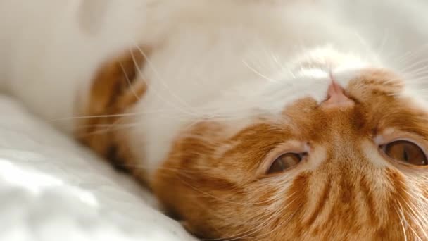 Portrait Sweet Red Haired Scottish Fold Cat Yellow Eyes Lying — Stock Video