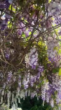 Bahar mevsiminde çiçek açan Wisteria çiçekleri. Dikey video doğal arkaplan