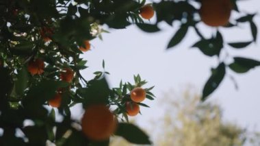 Olgun meyvelerle dolu portakal ağacı dalları. Doğal meyve arka planı.