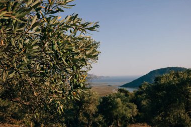 Yeşil zeytinli zeytin dalının yakını panoramik tepeler, deniz ve dağ manzaralı arka plan 
