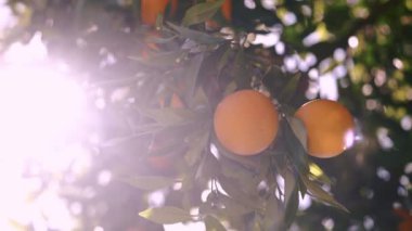 Olgun meyvelerle dolu portakal ağacı dalları. Doğal meyve arka planı.