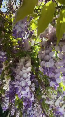Bahar mevsiminde çiçek açan Wisteria çiçekleri. Dikey video doğal arkaplan