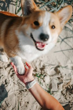 Beyaz göğüslü, gülümseyen bir Corgi kumlu sahilde bir kadına pençe uzatıyor.. 