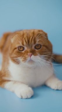 Mavi arka planda yatan sarı gözlü kızıl saçlı İskoç kedisi. Dikey video