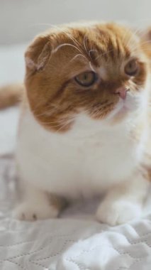 Beyaz battaniyenin üzerinde yatan sarı gözlü kızıl saçlı İskoç kedisi. Dikey video