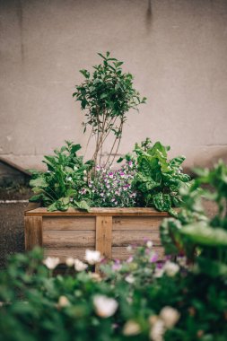 Beton duvarın yanındaki ahşap ekici yeşil bitkiler, mor çiçekler ve otlarla doludur. Doğayı kentsel alana taşır.
