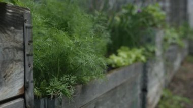 Canlı yeşil dereotu bitkileriyle dolu ahşap bir saksının yakın çekim görüntüsü. Kutu diğer yeşilliklerle çevrili. Bu da gelişen bir şehir bahçesi olduğunu gösteriyor..