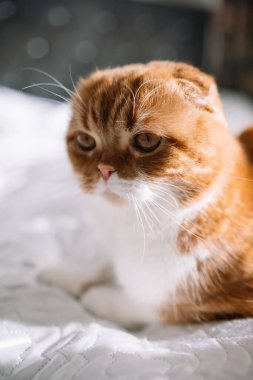 Yatakta yatan sarı gözlü kızıl saçlı İskoç kedisinin portresi.