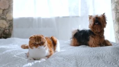 Kızıl saçlı İskoç kedisi ve Yorkshire teriyeri yatakta yan yana yatıyorlar. Kediler ve köpekler dostluk