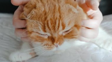 Kızıl saçlı İskoç kedisinin portresi. Yatağa uzanmış sarı gözlü ve sahibinden masaj yaptırıyor.