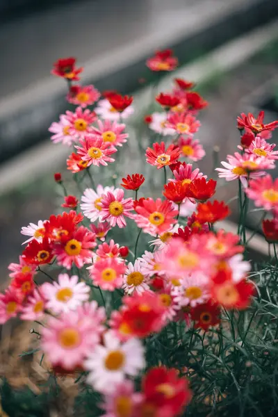 stock image Vibrant pink and red daisies bask in the midday sun, their delicate petals unfurling in a beautiful display of color.