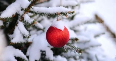 Canlı kırmızı bir süs, kış mevsiminde karlı ve yemyeşil bir ağacı süsler ve şenlikli bir atmosfer yaratır..