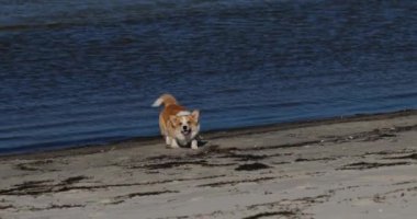 Sahilde kameraya doğru koşan sevimli Galli Corgi Pembroke köpek yavrusunun portresi. Deniz kenarında dışarıda oynayan bir köpek.