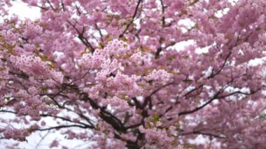 Pembe sakura çiçekleri olan güzel bir dala yakın. Yumuşak ve bulanık bir kavram.