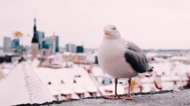 Karla kaplı bir çıkıntıda duran bir martı, kış gökyüzünde alacakaranlığın çökmesini bekliyor. Tallinn, Estonya
