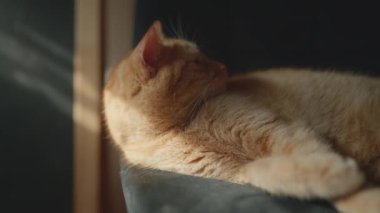 Turuncu bir kedi güneşli bir öğleden sonranın tadını çıkarır. Sıcak, davetkar bir yerde, pencerenin kenarında huzur içinde dinlenir..