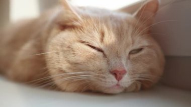 Turuncu bir kedi, pencerenin kenarında dinlenirken sıcak güneş ışığının tadını çıkarıyor..