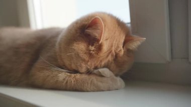 Kızıl kedi kıvrılır ve başını pençe üzerinde dinlendirir, öğleden sonra güneşinin sıcaklığının tadını çıkarır..