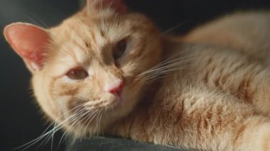 Turuncu bir kedi, huzurlu bir anın tadını çıkarır. Yumuşak bir yüzeyde rahatça dinlenirken güneşlenir..