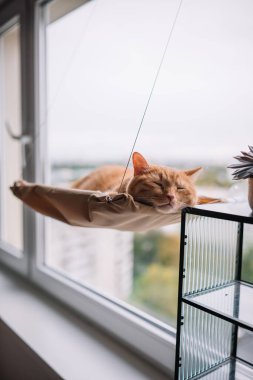 Kızıl bir kedi, pencerenin kenarındaki hamakta huzur içinde uyur ve yağmur yağar..