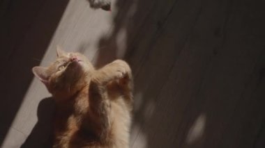 Bir turuncu kedi sıcak öğleden sonra ışığında küçük bir oyuncak fareyle oynayarak kendini eğlendirir..