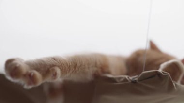 Sevimli bir kedi hamakta dinleniyor, sıcak güneş ışığının tadını çıkarıyor. İçeride huzurlu bir öğleden sonra boyunca..
