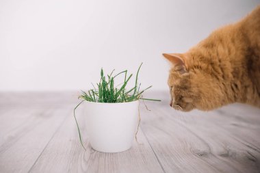 Turuncu bir kedi, açık ahşap bir yüzeydeki yeşil çimenleri kokluyor, merak ve ilgi gösteriyor..